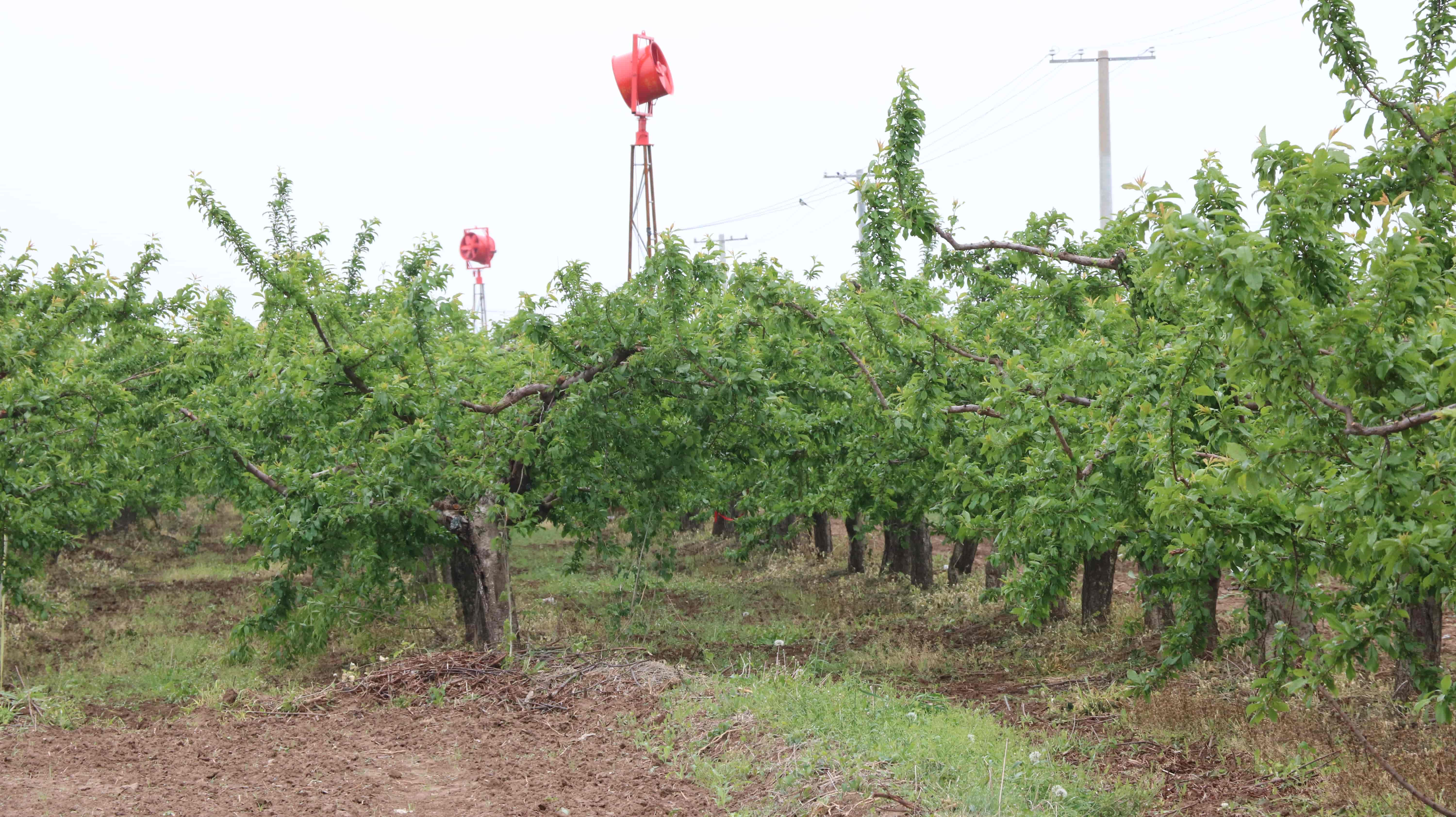 果樹防霜機